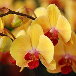 Пазл: Орхидеи