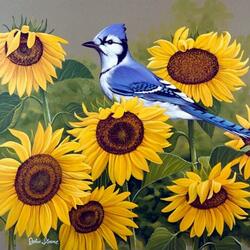 Пазл: Голубая североамериканская сойка