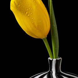 Пазл: Тюльпан в полосатой вазе