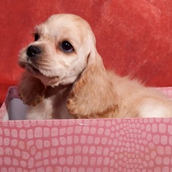 Пазл: Милый щенок