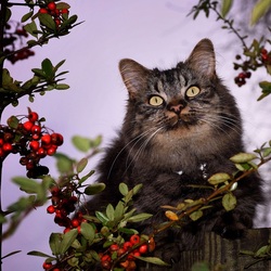 Пазл: Кошачий взгляд