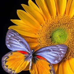 Пазл: Подсолнух и бабочка