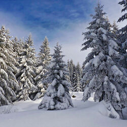 Пазл: Елки в треугольных платьях