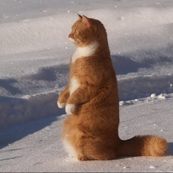 Пазл: А я стою на краешке земли