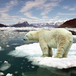 Пазл: На льдине