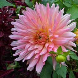 Пазл: Украшение сада