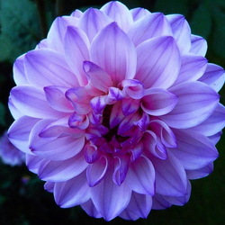 Пазл: Георгин