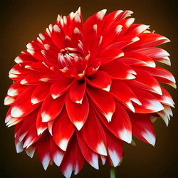 Пазл: Георгин