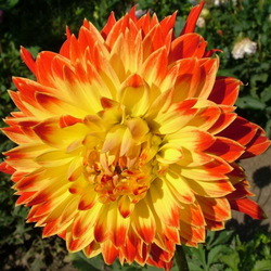 Пазл: Георгин