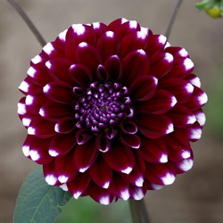 Пазл: Георгин