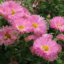 Пазл: Дачные осенние цветы