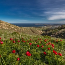 Пазл: Дикие пионы Крыма