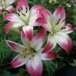 Пазл: Лилия