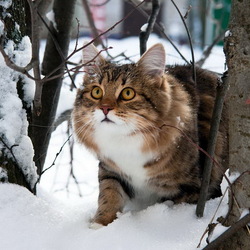 Пазл: Зимний котик