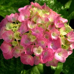 Пазл: Гортензия