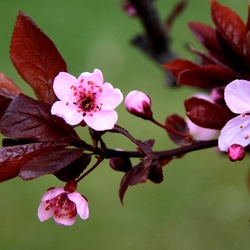 Пазл: Цветущая ветка