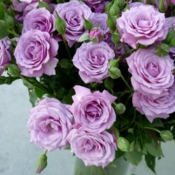 Пазл: Сиреневые розы