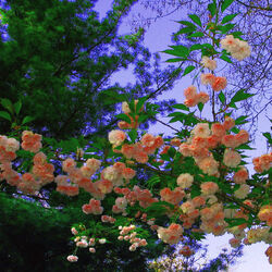 Пазл: Цветение