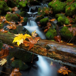 Пазл: Осень