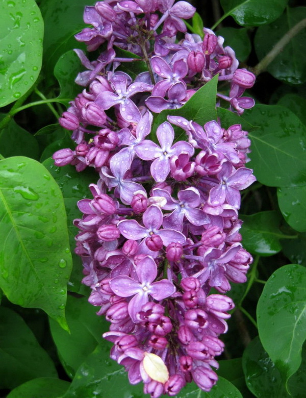 Пазл «Ветка сирени» из 130 элементов | Собрать онлайн пазл №142533