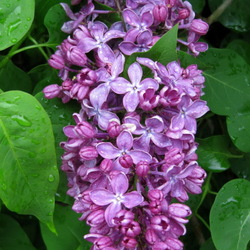 Пазл: Ветка сирени