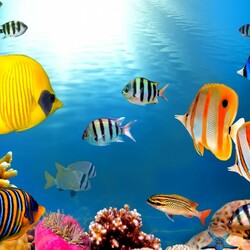 Пазл: Морские обитатели        
