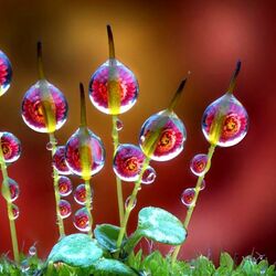 Пазл: Капельки