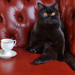 Пазл: Принять ванну, выпить чашечку кофе