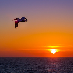 Пазл: Пеликан 