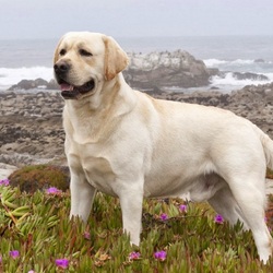 Пазл: Лабрадор 