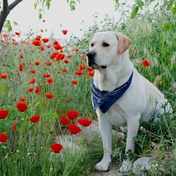 Пазл: Лабрадор   