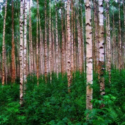 Пазл: Березовая роща  