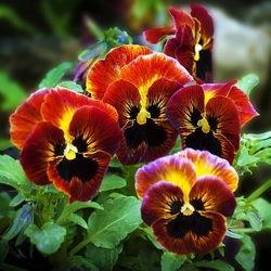 Пазл: Анюточки