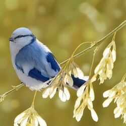 Пазл: Князек