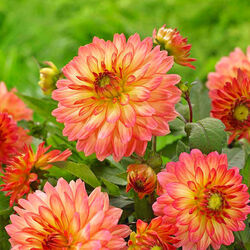 Пазл: Георгины