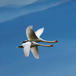 Пазл: Лебеди