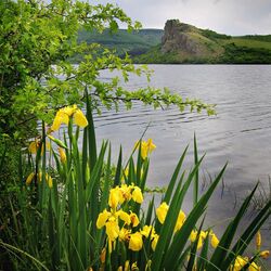 Пазл: Дикие ирисы