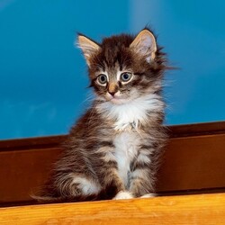 Пазл: Киска