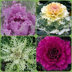 Пазл: Декоративная капуста