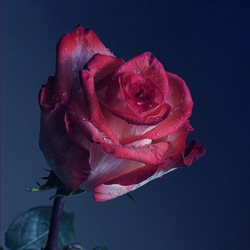 Пазл: Роза