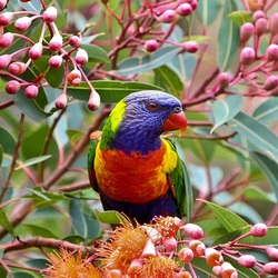 Пазл: Попугай