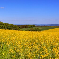 Пазл: Просторное поле