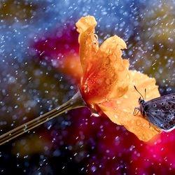 Пазл: Бабочка под дождём