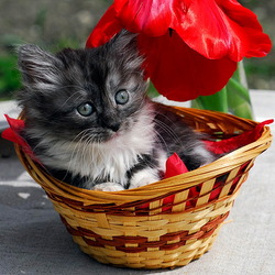 Пазл: Котенок