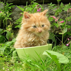 Пазл: Котенок