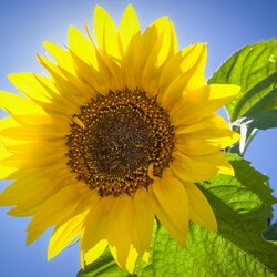 Пазл: Солнечный цветок