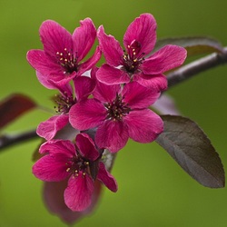 Пазл: Яблоневый цвет