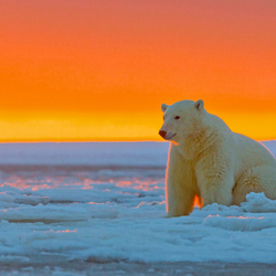 Пазл: Белый медведь  