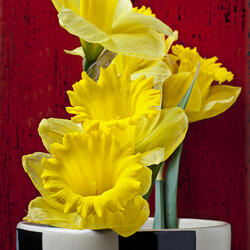 Пазл: Желтые нарциссы