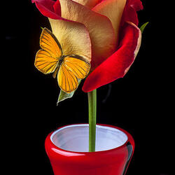 Пазл: Роза и бабочка